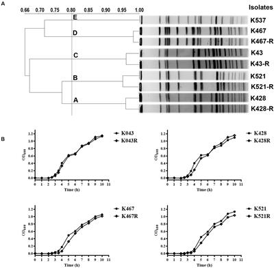 Acquisition of Tigecycline Resistance by Carbapenem-Resistant Klebsiella pneumoniae Confers Collateral Hypersensitivity to Aminoglycosides